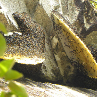 丁氏彩蜜坊-善融商務個人商城專營蜂產品(蜂蜜、蜂王漿、蜂花粉)研制、加工、技術咨詢服務、蜂機具、蜂蜜包裝器具、農副產品、預包裝食品、散裝食品的批發兼零售、日用百貨、建筑材料、五金家電、代溝、代銷、貨物進出口、技術進出口、代理進出口。